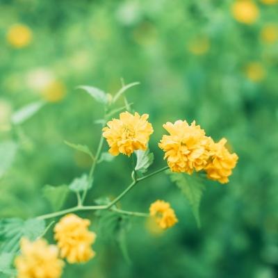 荣耀誓言手游下载